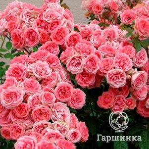 

Роза Кимоно, Викс (лиц)