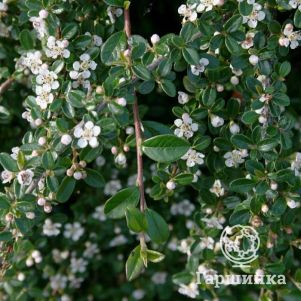 

Кизильник Даммера Мункрепер