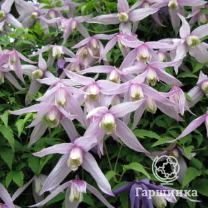 

Клематис (Ломонос) альпийский Вилли (1)