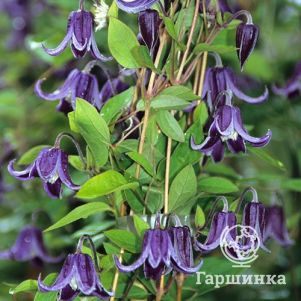 

Клематис Фасцинейшн мелкоцветковый (3)