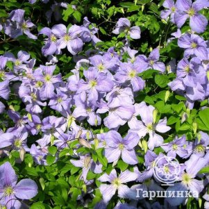 Клематис Блю Ангел (Голубой Ангел) крупноцветковый (3)