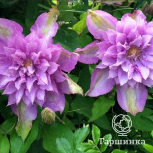 

Клематис Протеус крупноцветковый (2)