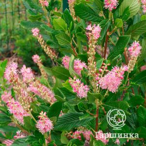 

Клетра Пинк Спайр