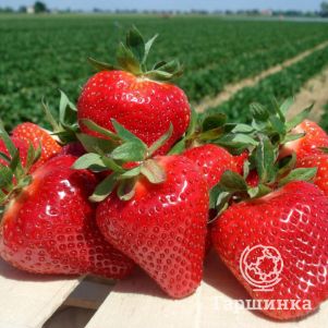 

Клубника Джоли