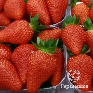 Клубника Франческа