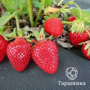 

Клубника Лючия