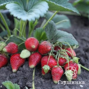 

Клубника Сирия