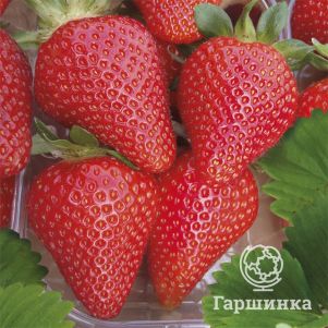 

Клубника Скала