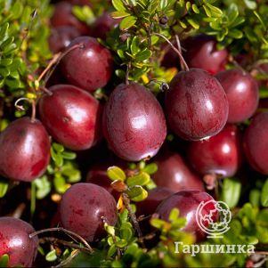 

Клюква Бен Лир крупноплодная