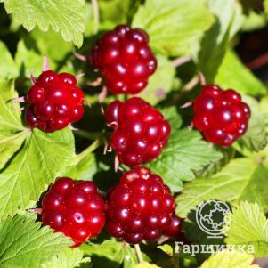 

Княженика Беата