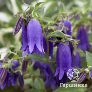 

Колокольчик Кент Бель