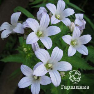 

Колокольчик молочноцветковый Вайт Пуфф