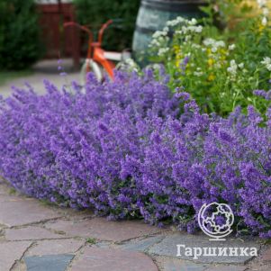 

Котовник Фассена Джуниор Уолкер