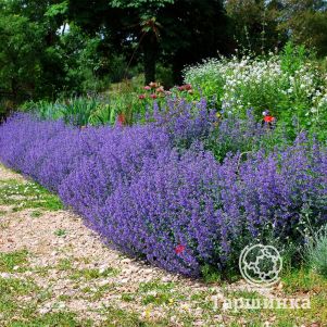 

Котовник Фассена Сикс Хиллз Жиант