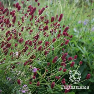 

Кровохлебка лекарственная Ред Тандер