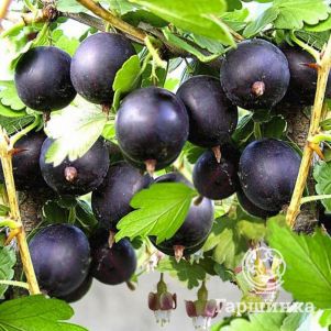 

Крыжовник Африканец черноплодный