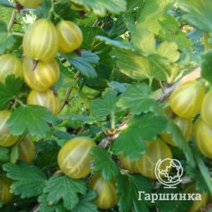 

Крыжовник Юбилейный крупноплодный желтый