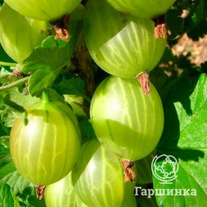 

Крыжовник Малахит крупноплодный зеленый