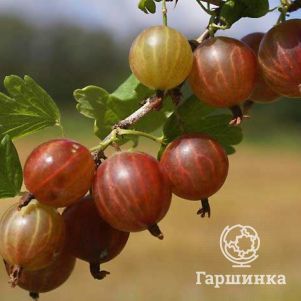 

Крыжовник Раволт слабошипованный