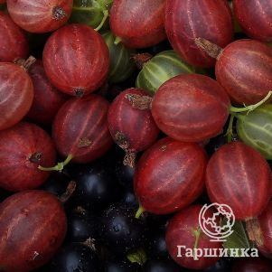 

Крыжовник Шершневский урожайный сладкий