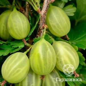 Крыжовник Уральский изумруд 300₽