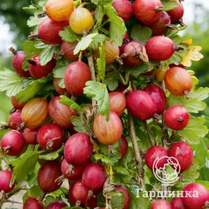 

Крыжовник Яркий сладкий