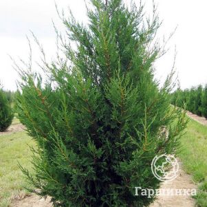 

Купрессоципарис Лейланда Твидуизенден