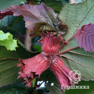 Лещина обыкновенная Зеллернут (фундук)