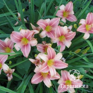 

Лилейник Бали Хай