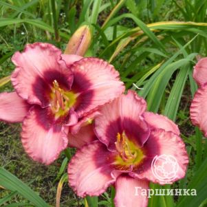 

Лилейник Дан Махони