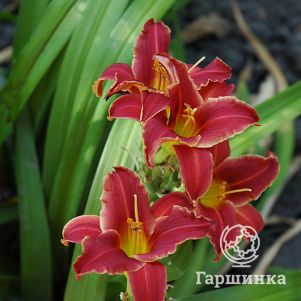 

Лилейник Эни Фанфар