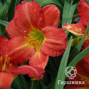 

Лилейник Ред Рам