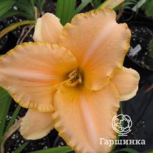 Лилейник Серена Санберст 600₽