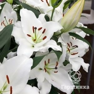 Лилия Премиум Блонд  восточная белая