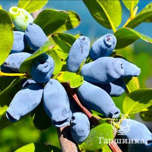 

Жимолость Аврора