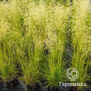 

Луговик (Щучка) Бронзешляйер