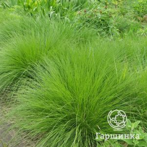 

Луговик (Щучка) Шотлэнд