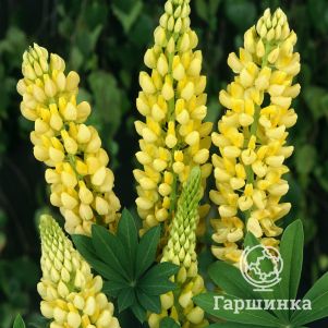 

Люпин Шанделиер