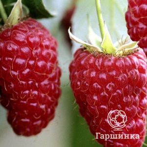 

Малина Гигант Рубиновый бесшипная