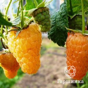 

Малина Светлячок ремонтантная крупноплодная (от автора сорта!)