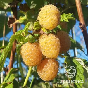 Малина Желтый гигант полуремонтантная (лицензионная)