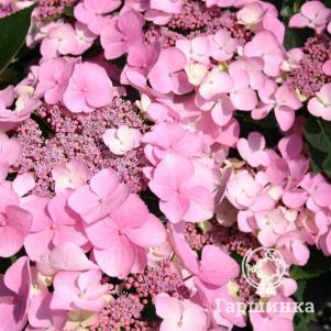 

Гортензия Маризи Перфекта крупнолистная (макрофила)