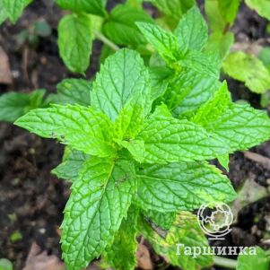 

Мята Айс Хазелнут Латте Минт