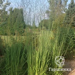 Молиния тростниковая Скайрейсер