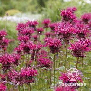 

Монарда Распберри Вайн