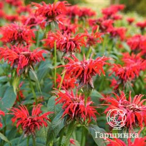 

Монарда Якоб Клайн