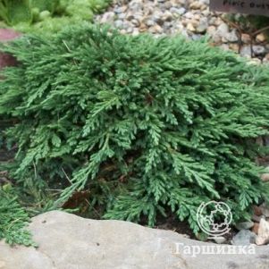 

Можжевельник горизонтальный Панкейк