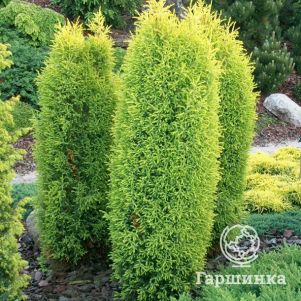 

Можжевельник обыкновенный Голд Кон