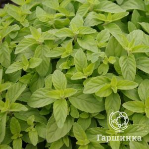 

Мята Банана Гроу Флоу