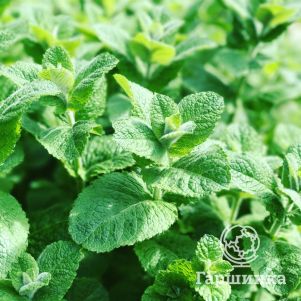 

Мята Бергамот Минт